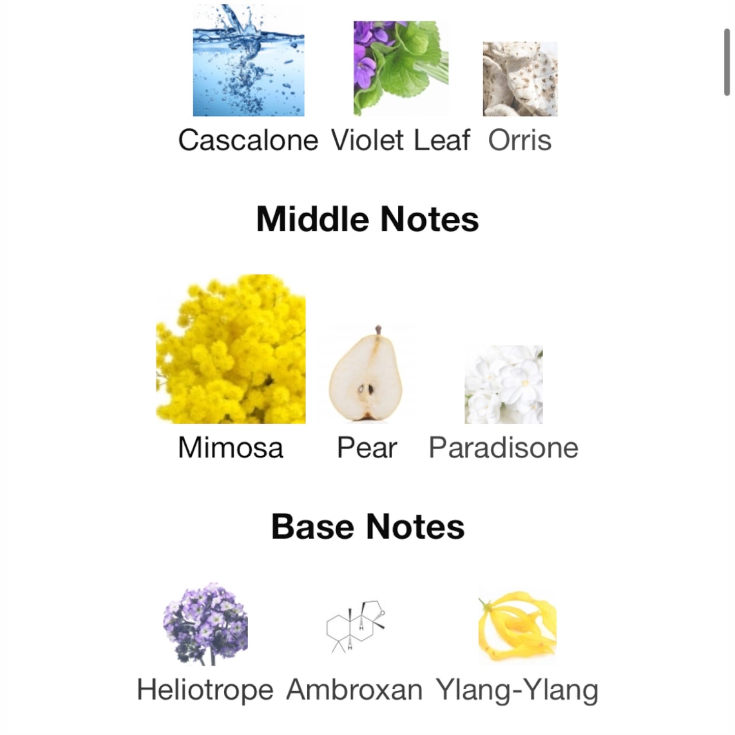 Amouage Love Mimosa EAU de Parfum