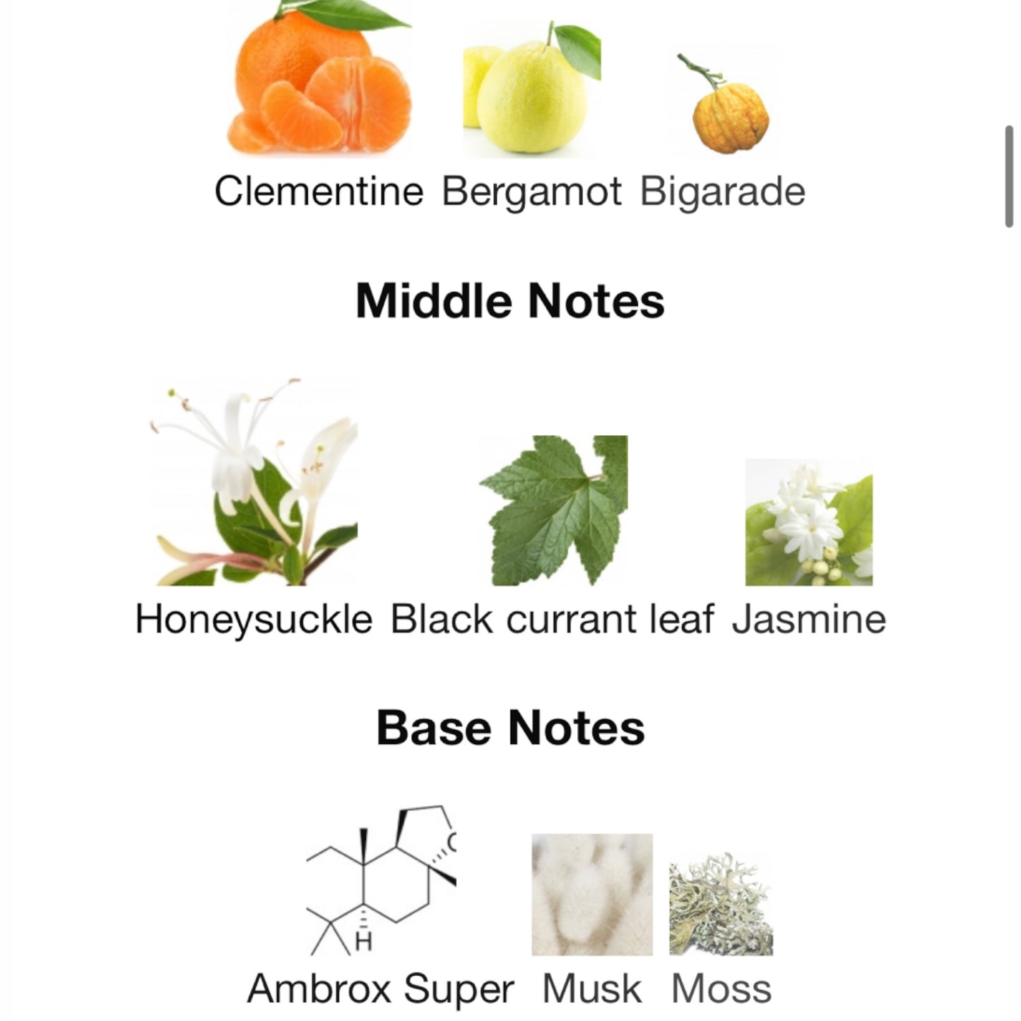 Mediterranean Honeysuckle Clementina by Aerin Lauder