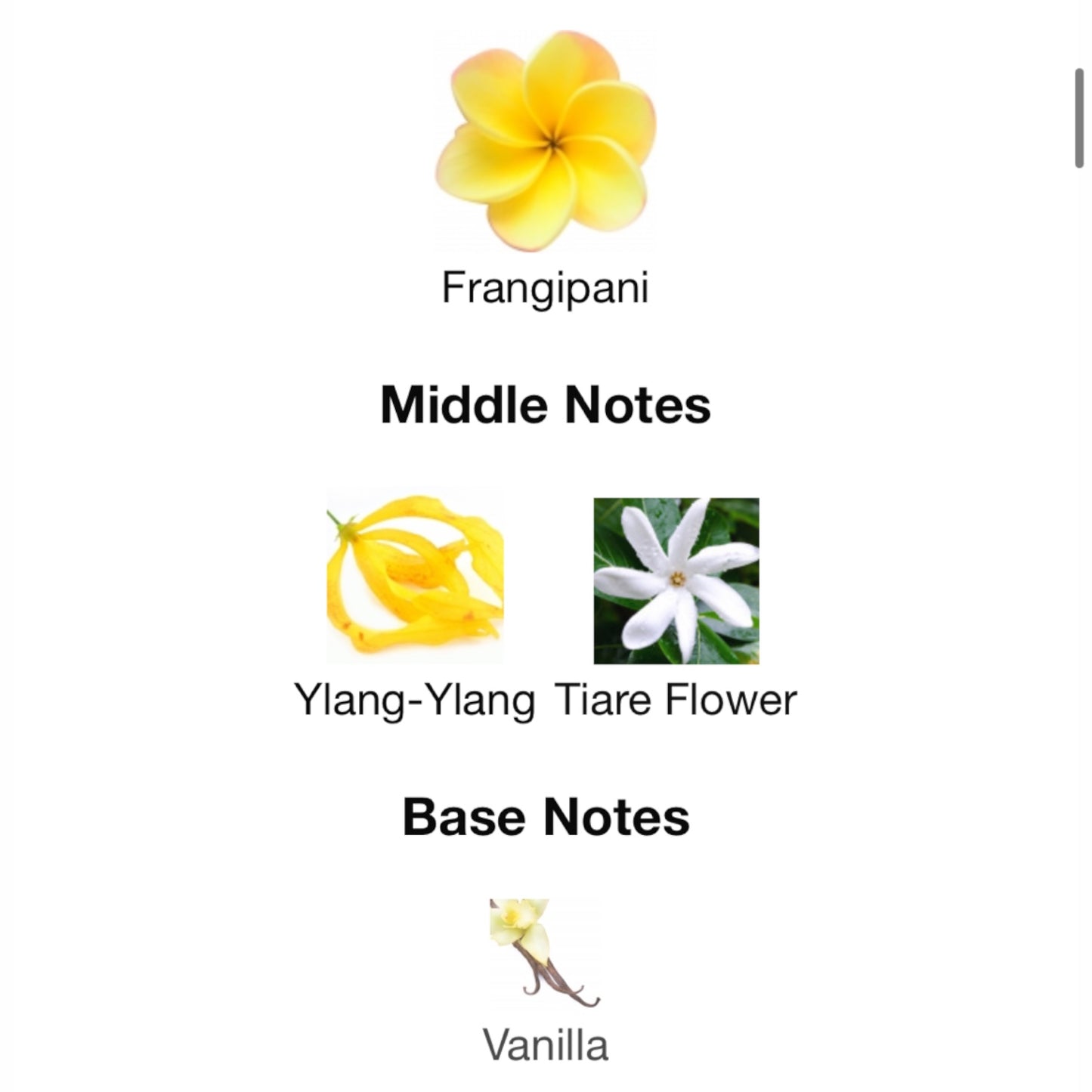 A Chant for the Nymph by Gucci Eau de Parfum