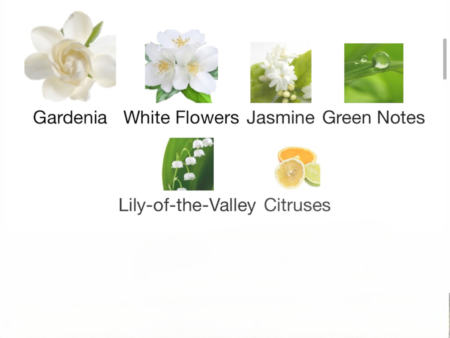 Gardenia Petale by Van Cleef & Arpels Eau de Parfum