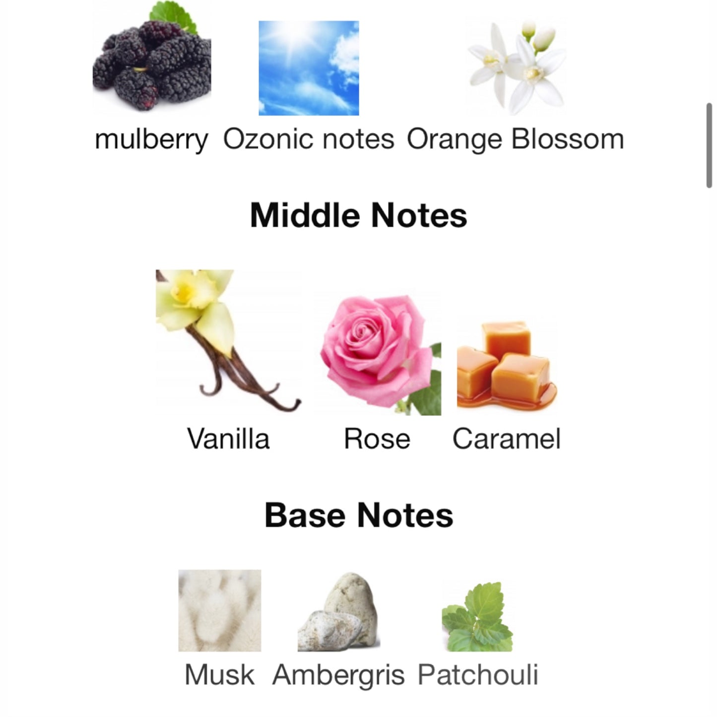 Aseel Special Edition by Arabian Oud Extait de Parfum