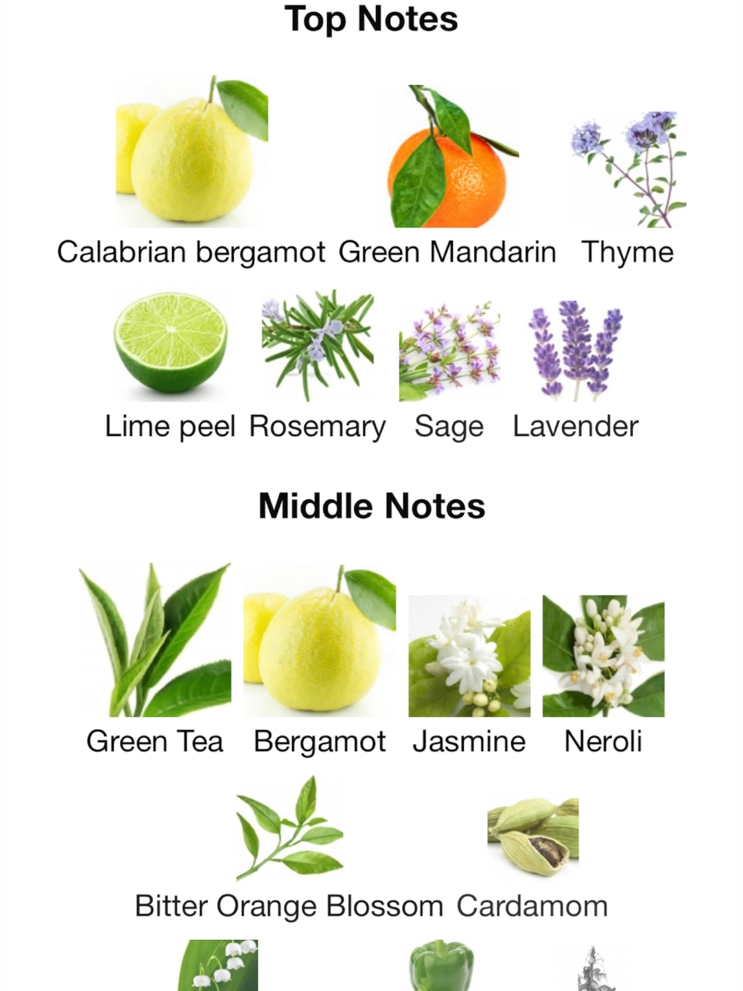 NO 1 Bergamot, Tea Leaves, Sandal Wood by Rosendo Mateu Olfactive Expressions